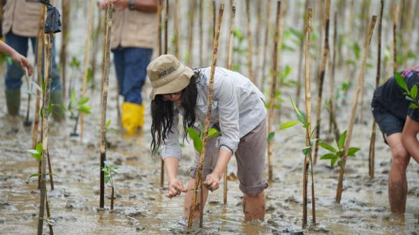IMIP penanaman mangrove IMIP melakukan kegiatan penanaman mangrove. (Foto: dok IMIP)