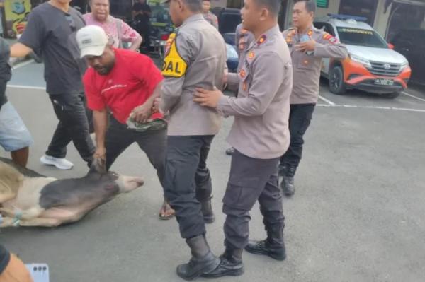 Ricuh! Massa Demo Bawa Babi ke Polresta Sorong Berujung Nyaris Bentrok dengan Polisi