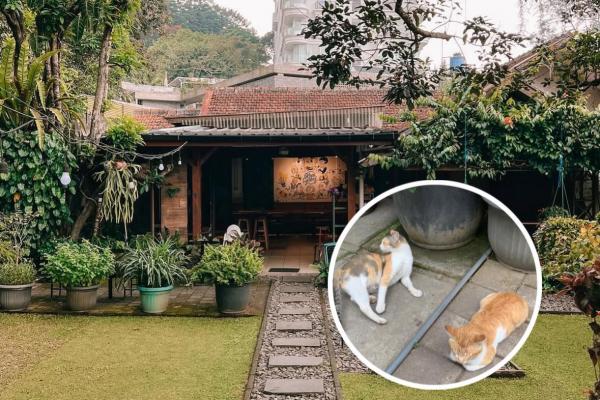 Kopi Eyang akhirnya menyampaikan permohonan maaf usai membungkus kucing dalam karung dan membuangnya hidup-hidup ke tong sampah. (Foto: Instagram)