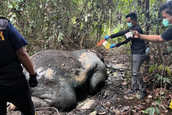 Gajah Mati Tanpa Kepala di Riau, Menhut: Tak Ada Ampun bagi Pemburu Satwa Dilindungi!