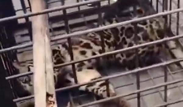 Macan Dahan Masuk Rumah di Lahat Diduga Peliharaan Warga, Damkar Turun Tangan