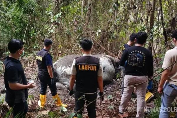 Kasus Gajah Sumatera Mati Tanpa Kepala di Pelalawan Riau, 33 Saksi Diperiksa Polisi