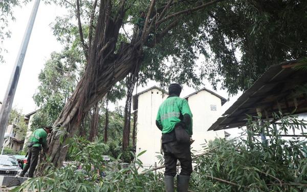 Rawan Tumbang, 1.743 Pohon di Jakarta Pusat Dipangkas