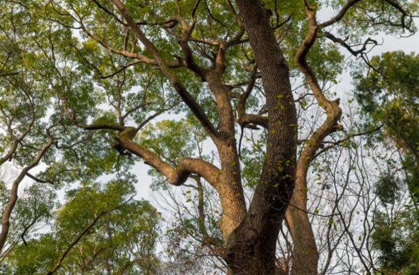 Pohon Trembesi Raksasa Tumbang di Kebayoran Baru, 3 Pemotor Terluka