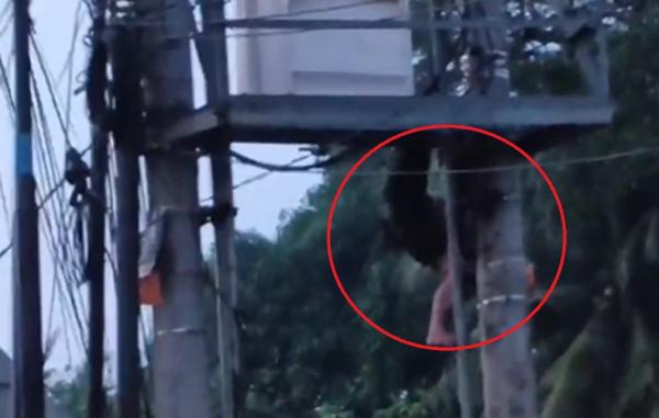 Viral Detik-Detik Pencuri Kabel di Jambi Gosong Terpanggang Listrik 20.000 Volt