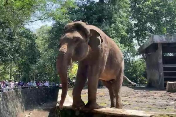 Cerita Gajah Ragunan Pernah Lepas dari Kandang, Endingnya Nggak Terduga