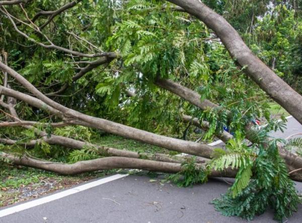 BPBD Catat 4 Pohon Tumbang di Jakarta usai Hujan Deras, Satu Mobil Tertimpa