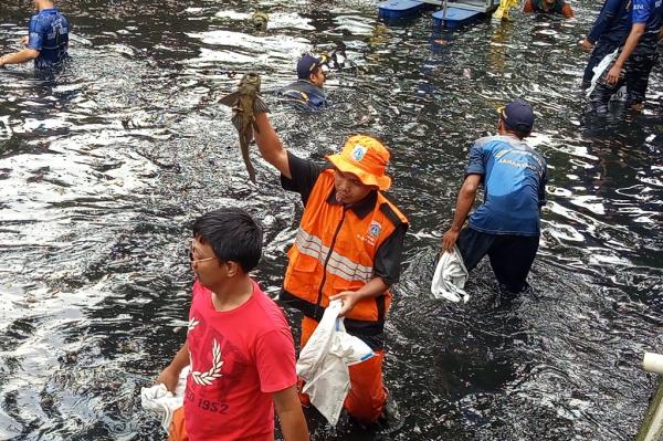 Alasan MUI Tak Setuju Ikan Sapu-Sapu Dikubur Hidup-Hidup