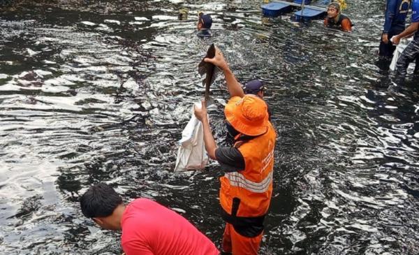 Sungai Jakarta Dikuasai Ikan Sapu-Sapu, Ini Kata Peneliti BRIN!