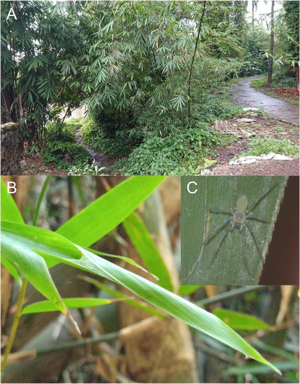 Laba-laba hantu pertama di Indonesia ditemukan di Pulau Jawa. (Foto: Istimewa)