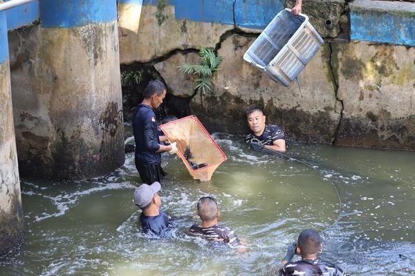 TNI AL Dikerahkan Bantu Basmi Ikan Sapu-Sapu