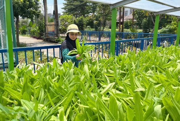 KWT Mawar 8 1 Anggota KWT Mawar 8 memanen sayuran hidroponik. (Foto: Rizky Agustian)