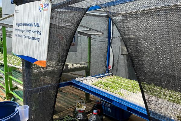Rumah semai bantuan Program BRI Peduli TJSL kepada KWT Mawar 8. (Foto: Rizky Agustian)