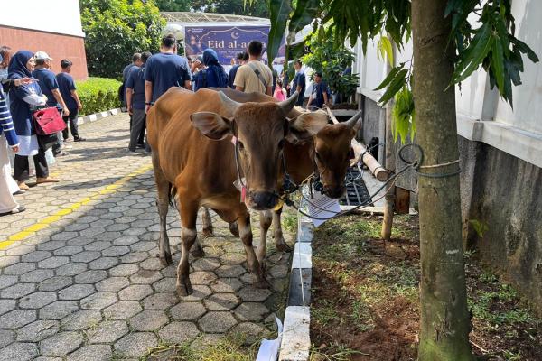 Dua ekor sapi yang dikurbankan BRI Area Jakarta Warung Buncit. (Foto: Rizky Agustian)