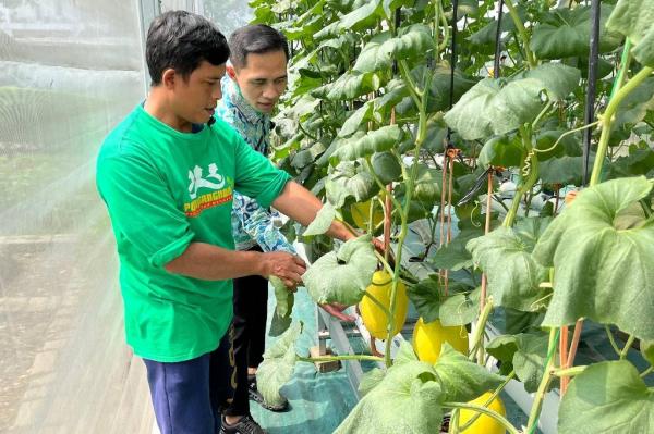 Lurah Pegangsaan Dua, Sarmudi dan Koordinator Lapangan Kelompok Tani Gangnam, Yunus Banul mengecek tanaman melon yang tumbuh di Kebun Gangnam. (Foto: Rizky Agustian)