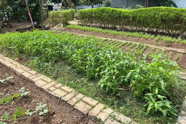 Tanaman kangkung yang dibudidayakan Kelompok Tani Gangnam. (Foto: Rizky Agustian)