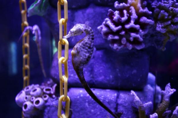 Bayi Pot-Bellied Seahorse atau kuda laut perut besar kini menjadi bagian dari Conservation Zone BXSea Oceanarium. (Foto: iNews/Isra Triansyah)