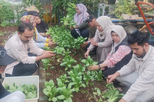 Sejumlah pengurus Taman Urban Farming Dahlia bersama Tim SPPG Cempaka Putih 2 memanen sayuran pakcoy. (Foto: Dok. Sukarni)