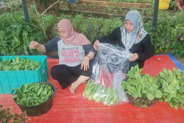 Pengurus Taman Urban Farming Dahlia mengemas sayuran pakcoy yang telah dipanen. (Foto: Dokumentasi)