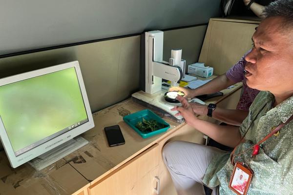 Penyuluh Pusat Pengembangan Benih dan Proteksi Tanaman Dinas KPKP DKI Jakarta, Carta menunjukkan hama kutu yang menyerang tanaman cabai lewat pemantauan mikroskop. (Foto: Rizky Agustian)