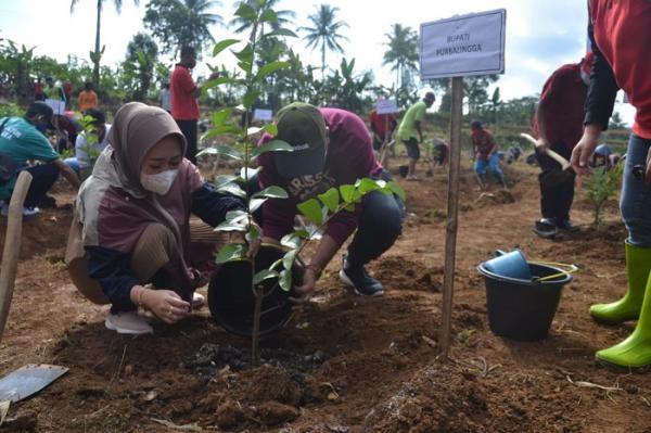 Tak Lagi Menganggur, Pemuda Desa Kasih Garap Lahan Dusun untuk Tanam Jambu