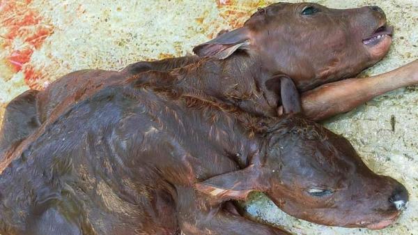 Anak Sapi Berkepala Dua Gegerkan Warga Merangin Jambi