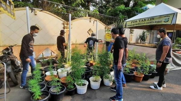 Polisi Grebeg Rumah di Brebes dan Temukan Ratusan Tanaman Ganja Hidroponik