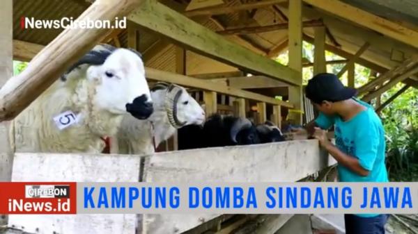 Kampung Domba di Desa Sindangjawa Cirebon