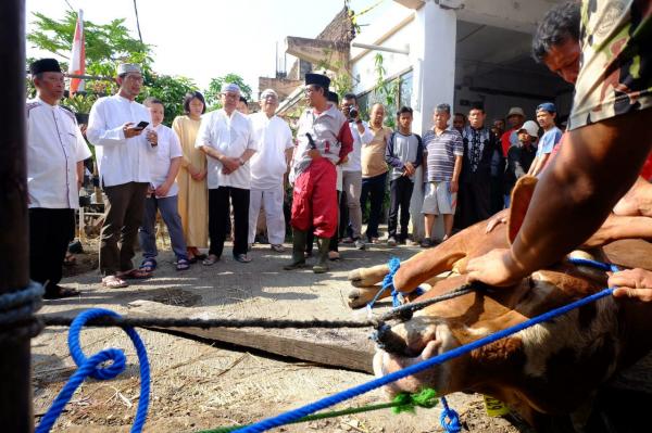 Imbas Ppkm Penjualan Hewan Kurban Tahun Ini Menurun