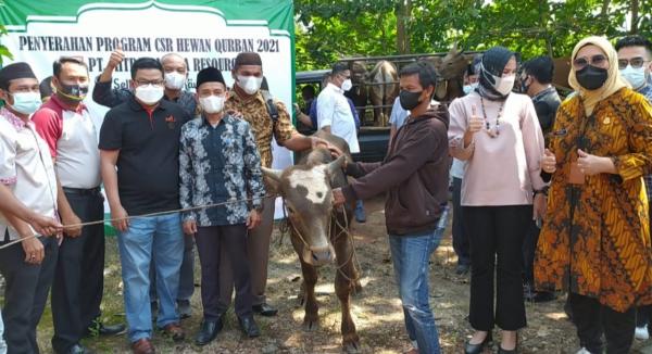 Pemkab Basel Bagikan 57 Ekor Sapi Qurban ke Desa-desa