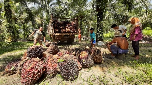 Harga Referensi CPO dan Biji Kakao Periode Maret 2022 Alami Kenaikan