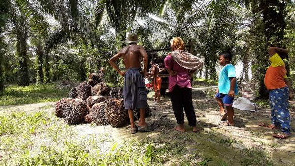 Ekonom Usul DMO Sawit Lebih Dari 20 Persen