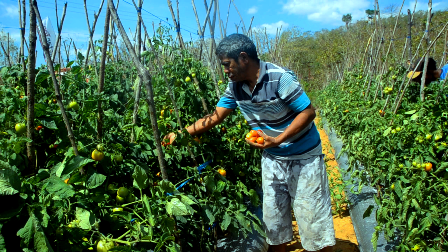 Kisah Eman Ati, Kepsek di Belu yang Sukses Jadi Petani Tomat dan Meraup Puluhan Juta Sekali Panen