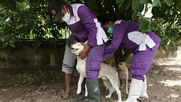 Hewan Penular Rabies di Kalimantan Barat Mengganas, 3 Orang Meninggal