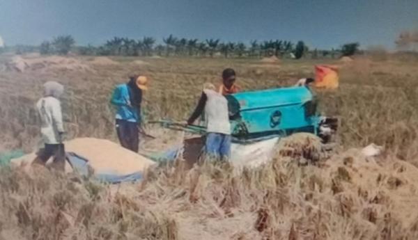 Petani Jagapura Cirebon Terpaksa Beli Pupuk Nonsubsidi, karena  yang Subsidi Dibatasi 