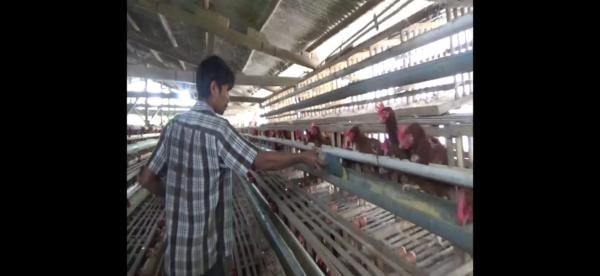 Puluhan Peternak Ayam Petelur Terancam Gulung Tikar