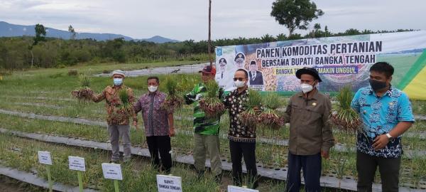 Petani Bangka Tengah Mampu Produksi 7 Ton Bawang Merah per Hektar