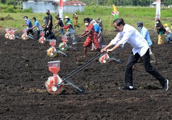 Mengintip Gaya Presiden Jokowi Menanam Jagung Bersama Petani di Papua