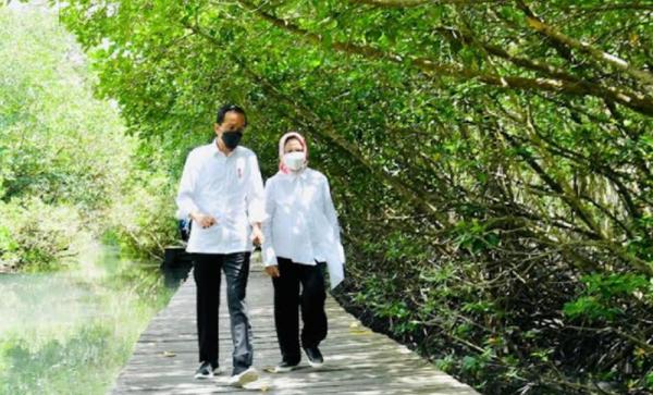 Romantisnya Presiden Jokowi dan Ibu Negara Iriana Susuri Hutan Mangrove di Bali