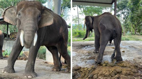 Sakit Gigi, Gajah di Semarang Zoo Mati