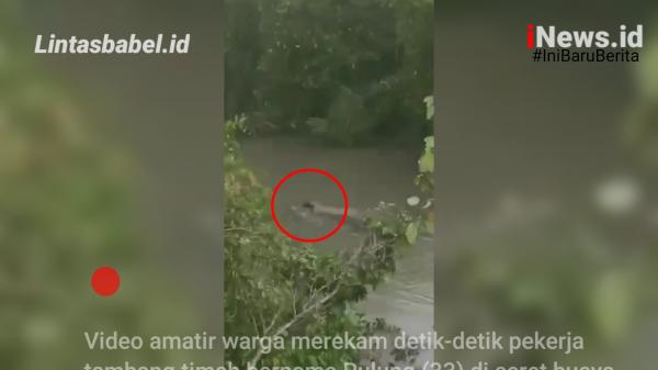 Video, Detik-detik Penambang Timah Diseret Buaya Muara