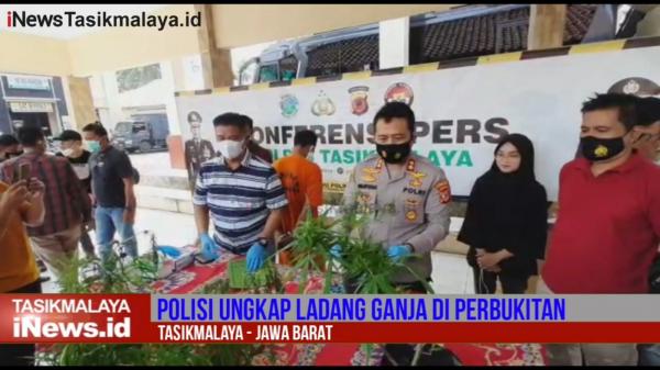 Video Tanam 30 Pohon Ganja, Petani di Tasikmalaya Ditangkap Polisi