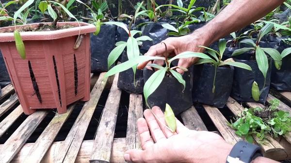 Kemenkumham Dorong Endemik Gunung Slamet Kantong Semar jadi KIK Sumber Daya Genetik