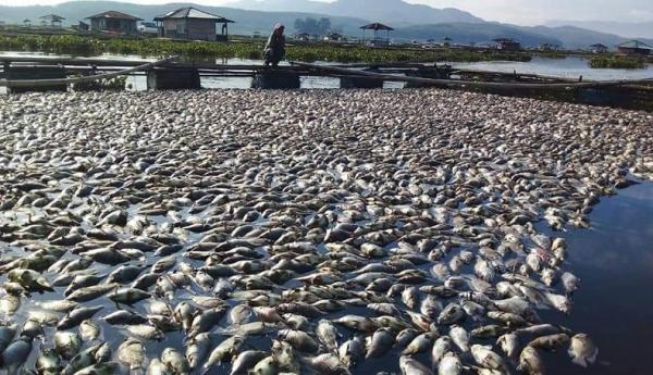 Kematian Ikan Massal di Waduk Cirata Meluas hingga Purwakarta dan KBB