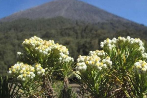 7 Fakta Bunga Edelweis Tak Boleh Dipetik Oleh Pendaki Gunung