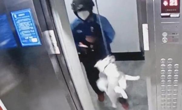 Inilah Aksi Heroik Kurir Makanan Saat Selamatkan Anjing yang Tersangkut di Lift