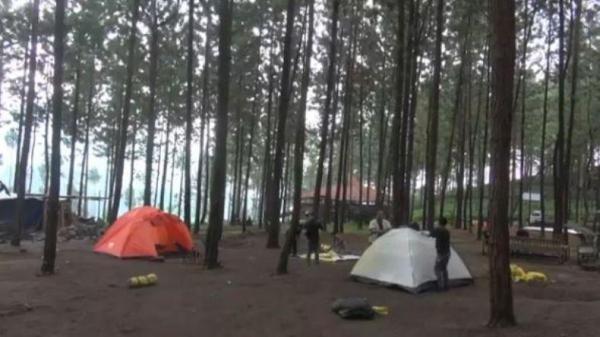 Wisata Guci Forest Tegal Tempat Camping Asyik di Tengah Hutan Pinus Gunung Slamet
