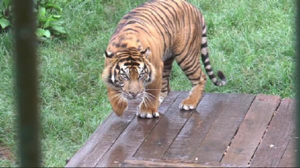 Harimau Sumatera Seret Anak Usia 12 Tahun, Ditemukan Tewas Mengenaskan