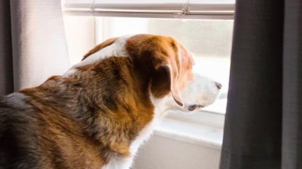 Bukan Ribut Harta Gono Gini, Pasangan ini Justru Ributkan Hak Asuh Anjing Bikin Pusing Pengadilan