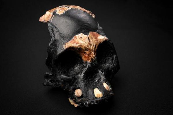 Fosil Purba Anak Homo Naledi Ditemukan di Afrika Selatan